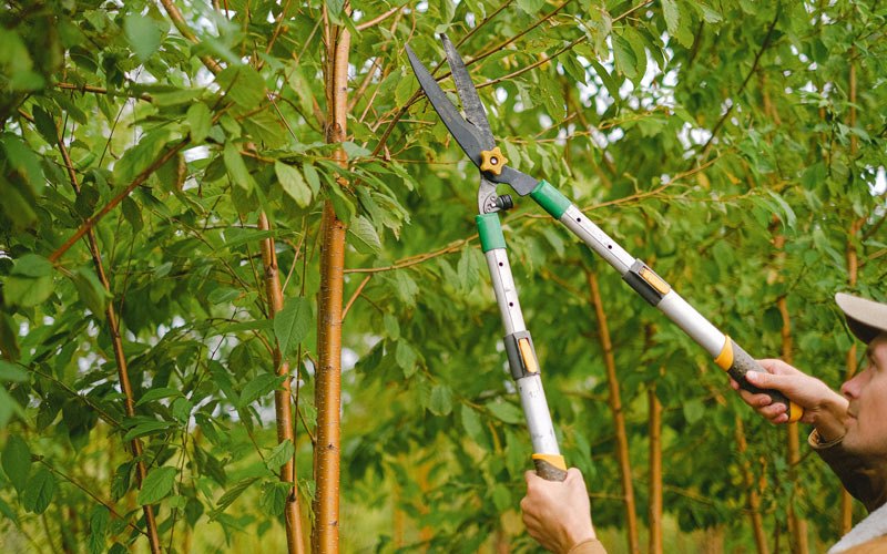 Tree trimming in Cazenovia, WI