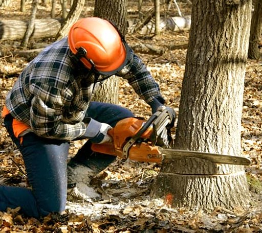 Tree Removal in Cazenovia, WI